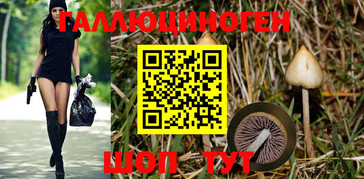 Котельники  Псилоцибиновые грибы Psilocybine cubensis  Вход с VPN 